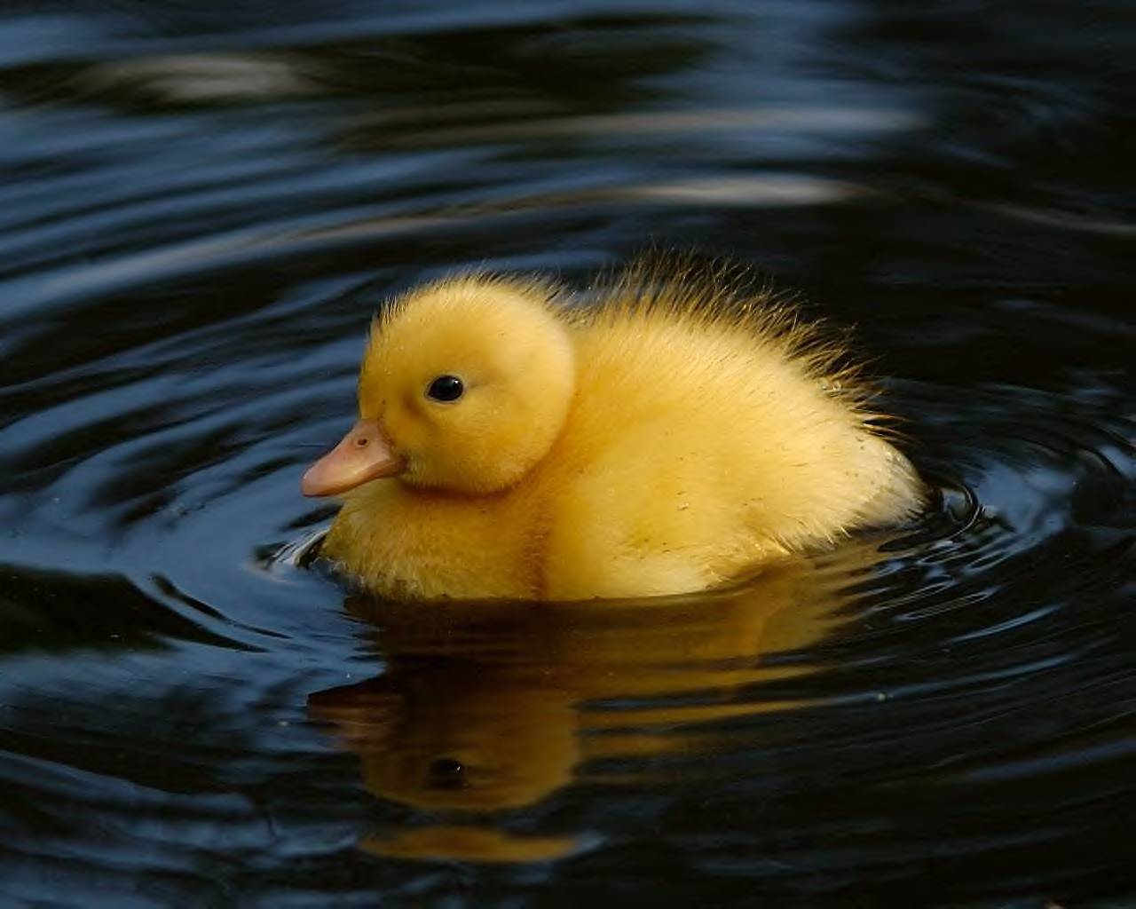 Baby Duck Images